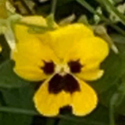 mitizure Front Cover