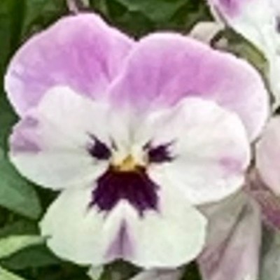 hekutopasukaru Front Cover