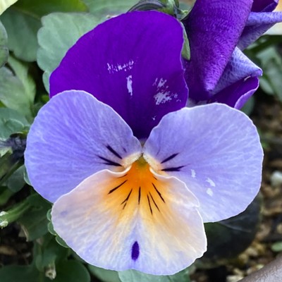 M女抱く奴のジャケット写真