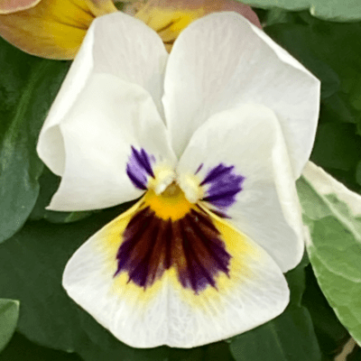 All Eyes On Always Front Cover