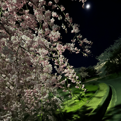 妙桜のジャケット写真