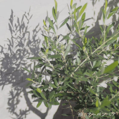 Sleeve/Urban Bear Front Cover