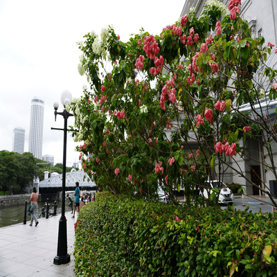 Daydream in Tokyo Front Cover