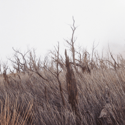 レクイエムのジャケット写真