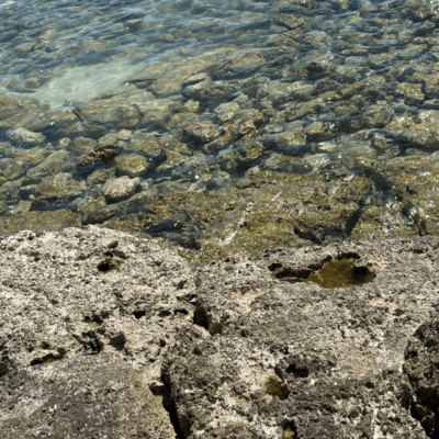 竜宮城のジャケット写真