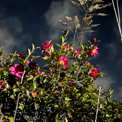 Still here Front Cover