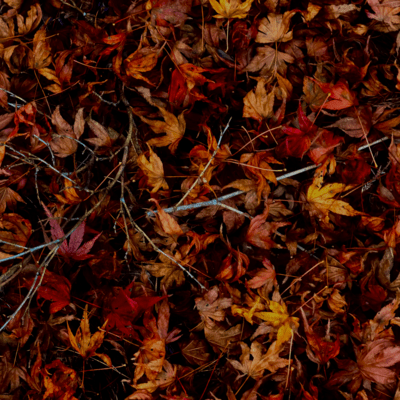 Karehaのジャケット写真