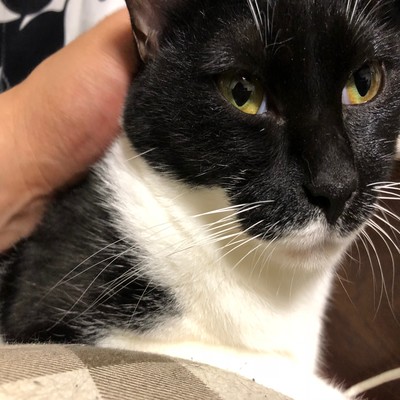 PETのジャケット写真