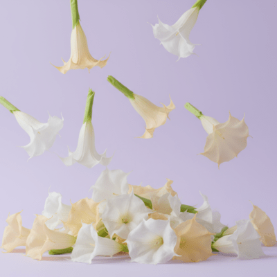 Brugmansia (feat. HATSUNE MIKU) Front Cover