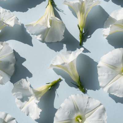 Brugmansia (feat. HATSUNE MIKU) Front Cover