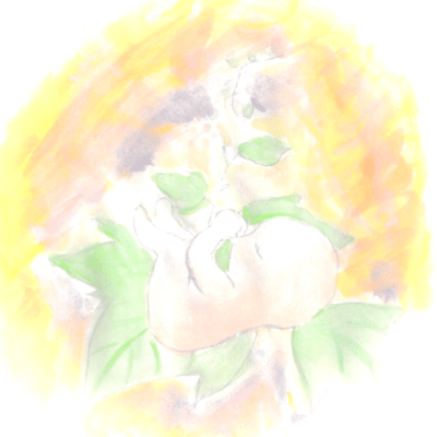 Morning glory Front Cover