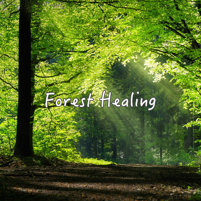 Forest Healing 瞑想音楽 綺麗なピアノと森の音で癒される 睡眠導入用 瞑想用 ヨガ用 作業集中用 森の音と川のせせらぎのASMR入りのジャケット写真