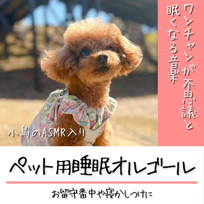 ペット用睡眠オルゴールお留守番や寝かしつけにワンちゃんが不思議と眠くなる音楽小鳥のASMR入りのジャケット写真