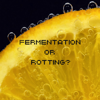 FERMENTATION or ROTTING? Front Cover