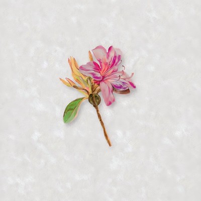 Azalea Front Cover