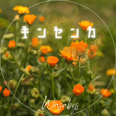 キンセンカ (ソロ)のジャケット写真