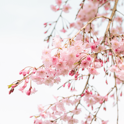 春風のジャケット写真