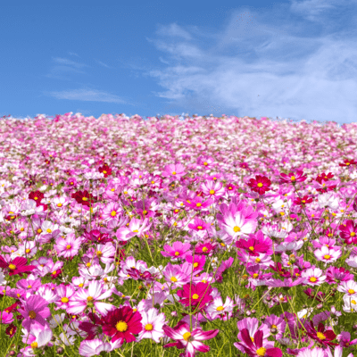花のある風景に花まるをのジャケット写真