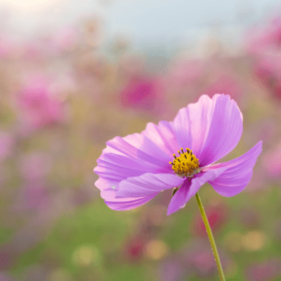 hanano_aru_fuukeini_hanamaruwo Front Cover