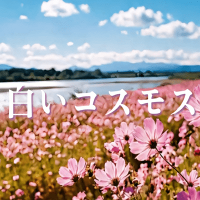 白いコスモスのジャケット写真