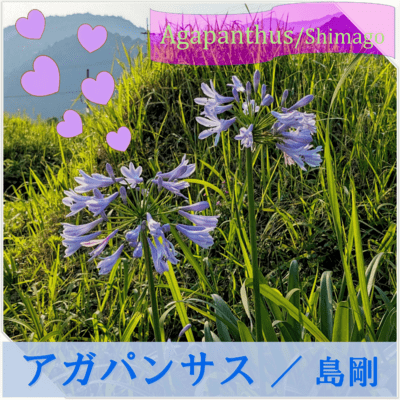 アガパンサスのジャケット写真