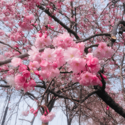 let's go cherry blossom viewing (feat. HATSUNE MIKU) Front Cover