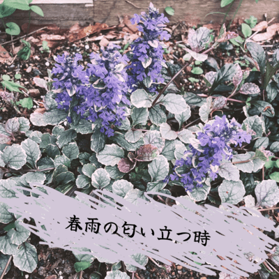 spring rain smells (feat. HATSUNE MIKU) Front Cover