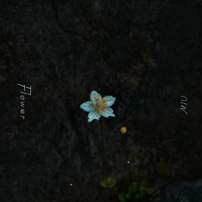 Flower Front Cover