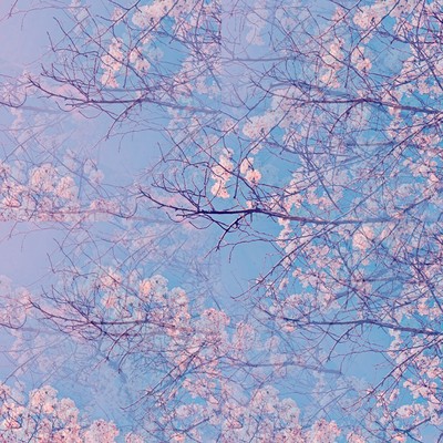 Pink Rain Front Cover