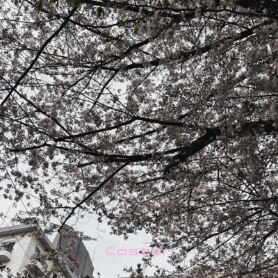 Sayonaradane Front Cover