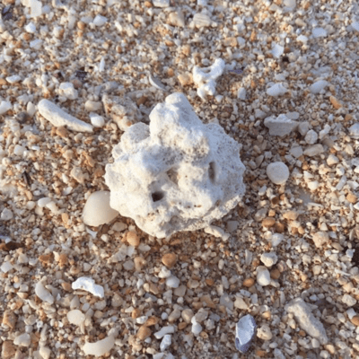 PARADISE Front Cover