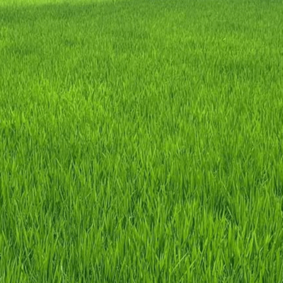 ORGANIC Front Cover
