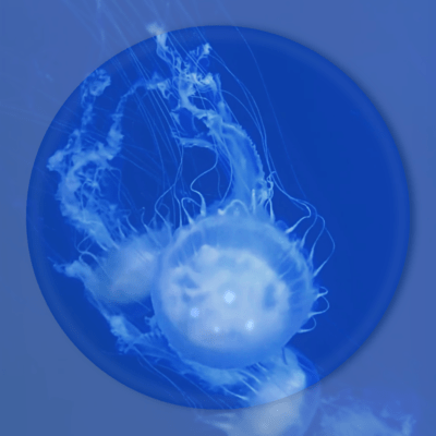Jellyfish Front Cover