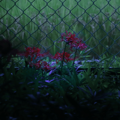 omoitsuzukeruyo Front Cover