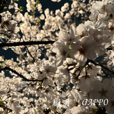 朧月のジャケット写真