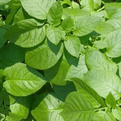 lemon tea Front Cover