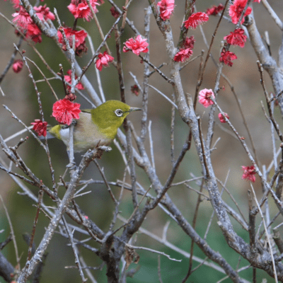 A plum tree where the Japanese bush warbler lives Front Cover