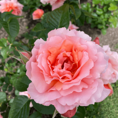 Flower Path Front Cover