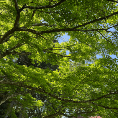The May wind is fragrant. Front Cover