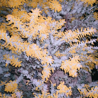 The Buds Front Cover