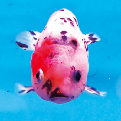 Channel3 Front Cover