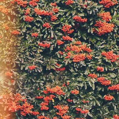 萌える傘の下のジャケット写真