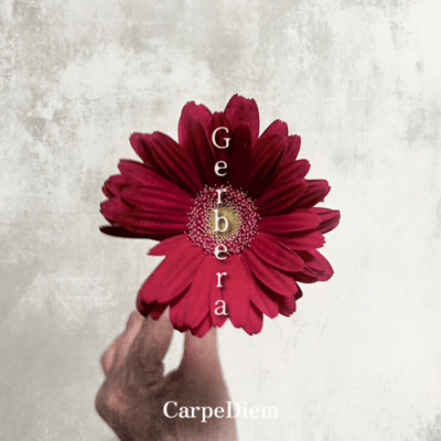 Gerbera Front Cover