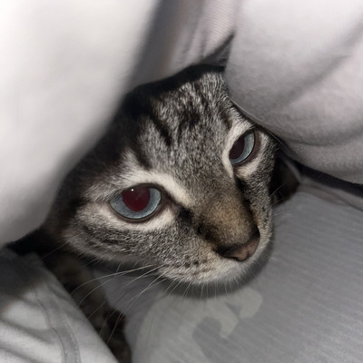 moyu!のジャケット写真