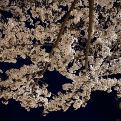 OHANAMI Front Cover
