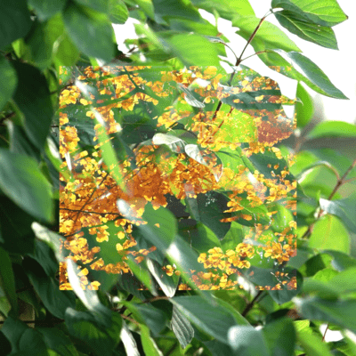 dice (feat. Shiratori Kemuri) Front Cover