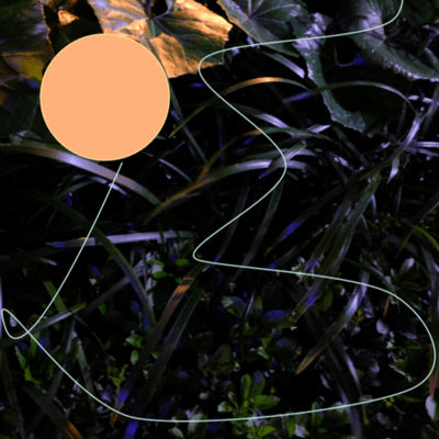 Dominant Curve Front Cover