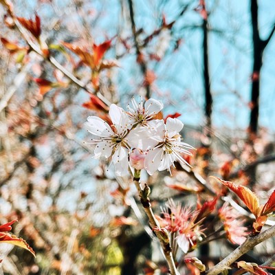 A Petal from the Remaining Blossoms Falls (feat. Chis-A) Front Cover