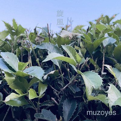 whirlwind Front Cover