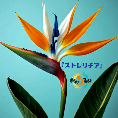 Strelitzia Front Cover
